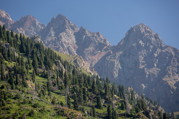 Obraz premium Pine slope on the background of a large stone mountain