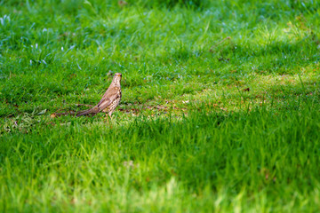 Mistle Thrush (Turdus viscivorus)
