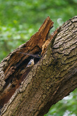 Wood Nuthatch (Sitta europaea)