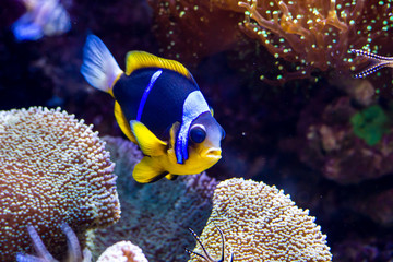 Fisch im Korallenriff 
