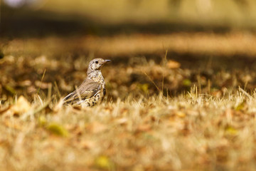 Mistle Thrush (Turdus viscivorus)