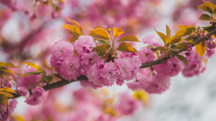 pink flowers of sakura