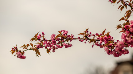 Branch of sakura tree