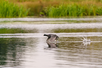 Coot (Fulica atra)