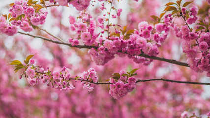 Sakura blossom in spring