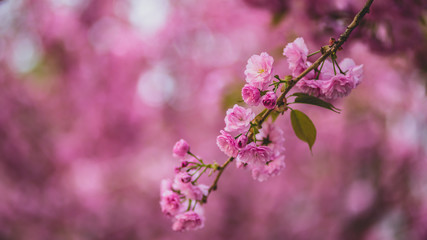 Blooming of sakura flowers