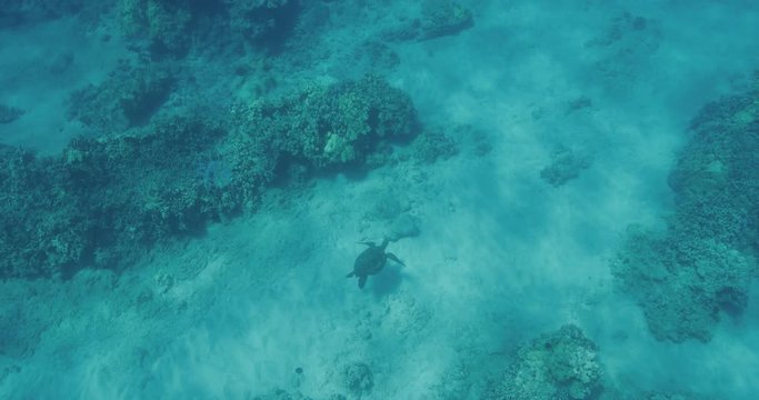 Green sea turtle swimming on sandy ocean floor in slow motion, ocean conservation, endangered species
