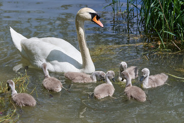 schwanen familie 