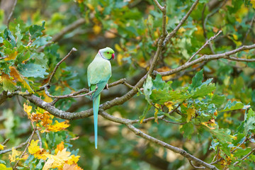  Rose-Ringed Parakeet (Psittacula krameri)