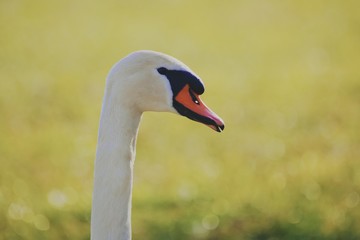 Schwan auf Feld