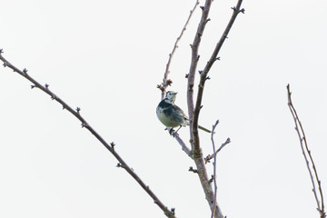 White Wagtail (Motacilla alba) 