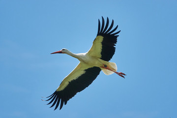 storch in der luft