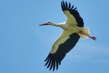 storch in der luft