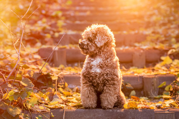 Apricot toy poodle portrait in autumn with leaves in the park. Horizontal.