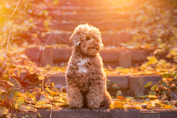 Apricot toy poodle portrait in autumn with leaves in the park. Horizontal.