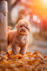 Apricot toy poodle portrait in autumn with leaves in the park. Vertical. Copyspace.