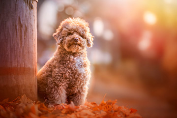 Apricot toy poodle portrait in autumn with leaves in the park. Horizontal. Copyspace.