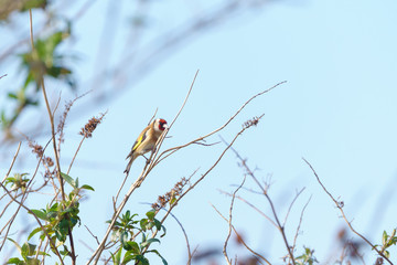 European Goldfinch (Carduelis carduelis)