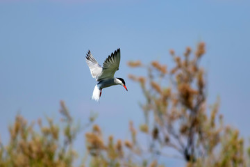 Flying bird. Nature background. Bird: Common Tern. Sterna hirundo.
