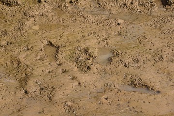 Spuren im Schlamm