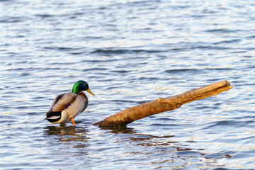 Mallard Duck (Anas platyrhynchos)