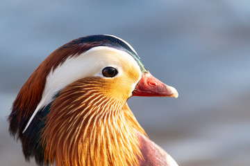 Mandarin Duck (Aix galericulata) male closeup portrait