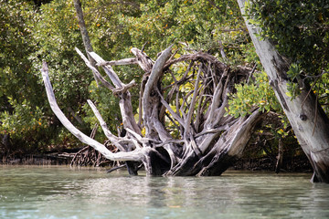 Sunbleached deadwood at the edge of a narrow key in the Gulf Intracoastal Waterway near Englewood, Florida, USA, in early spring