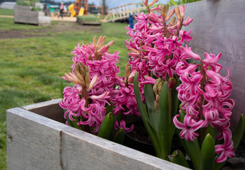Bright pink hyacinths in bloom in early spring at flower farm.