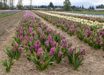 Rows of pink and purple hyacinths in bloom in early spring.