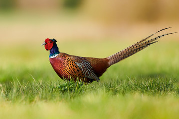 Ringneck Pheasant (Phasianus colchicus)