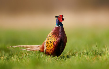 Fototapeta premium Ringneck Pheasant (Phasianus colchicus)