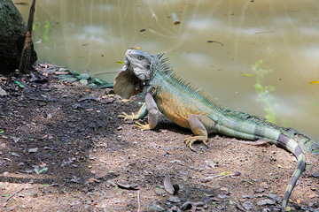 Green Iguana in tropical rainforest of Costa Rica, jungle in Pacific coast. Wildlife in Central America animal wildlife tropical botany reptile scale iguana fauna lizard claw close up