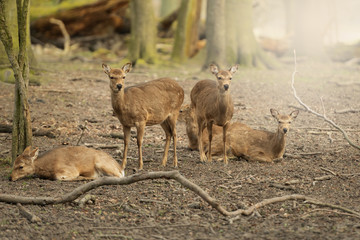 Five wild young deer in the spring sunny forest, Klampenborg Denmark