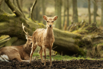 Wild young deer in the spring sunny forest, Klampenborg Denmark