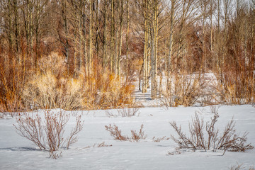 Wonderful Inyo National Forest in the snow - travel photography