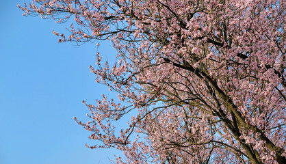 Pink Japanese blossom against a blue sky in the spring in the Netherlands