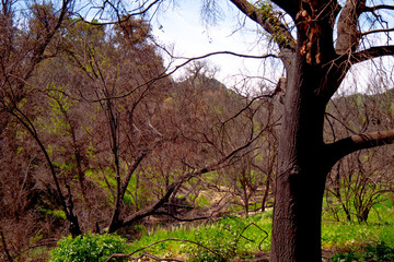 Burnt trees after the huge fire in Malibu - travel photography