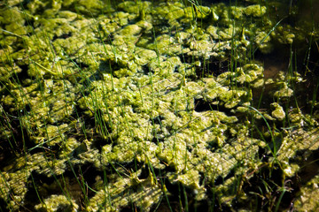 zamek castle twarz perfumy zieleń