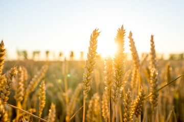 Fototapeta premium Weizen Feld im Sonnenuntergang 