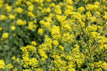 zamek castle twarz perfumy zieleń