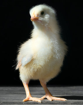 chicken on black background