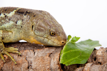 The Solomon Islands skink on white background