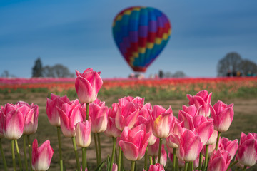 Pink tulips with hot air balloon in distance