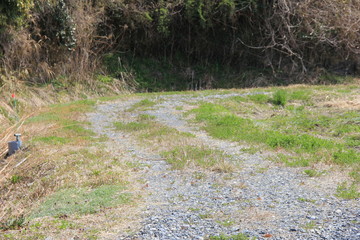 轍がある緩く曲がった田舎道(宮城県)