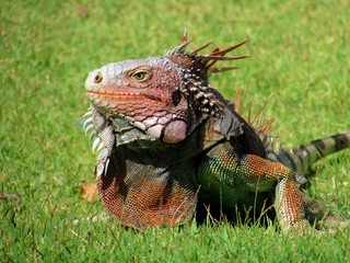 Iguana