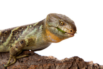 The Solomon Islands skink on white background