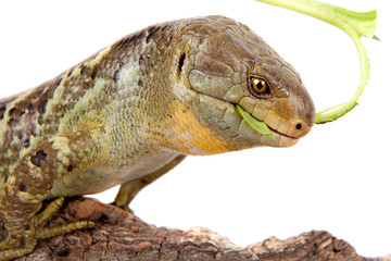 The Solomon Islands skink on white background