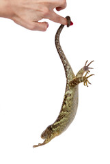 The Solomon Islands skink on white background