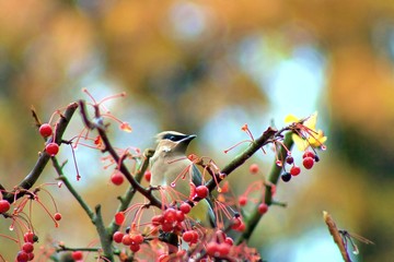 Cedar Waxwing Bird in Tree