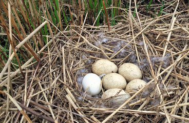 Naklejka na ściany i meble geese eggs in a nest in the Dutch polder big netherlands nature